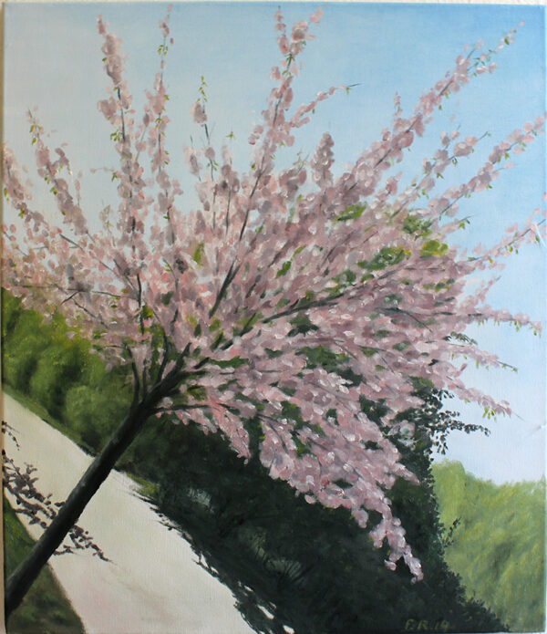 "Japanische Kirsche“ 60 x 50 cm, Öl auf Leinwand, Felix Rieger 2014